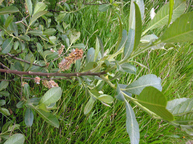 Salix cinerea