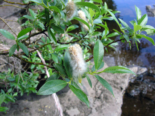 Salix phylicifolia