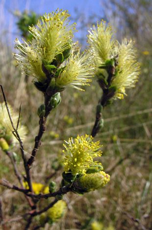 Salix repens var argentea close