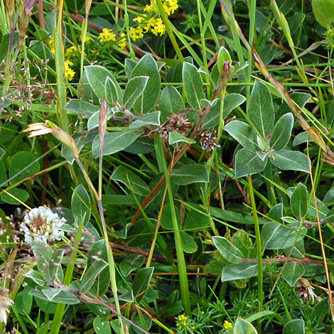 Salix repens var argentea whole