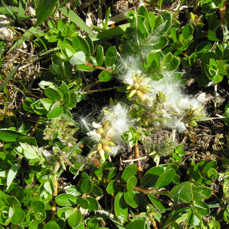 Salix repens var repens whole