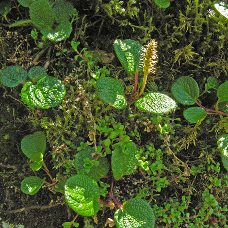 Salix reticulata whole