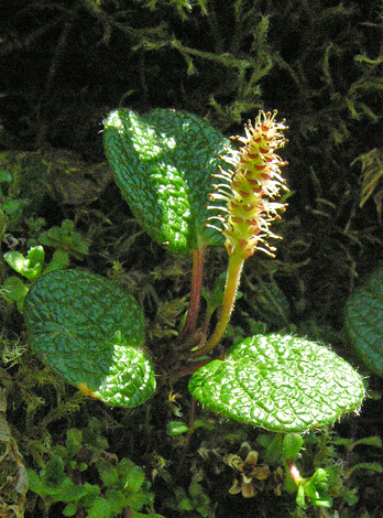 Salix reticulata close
