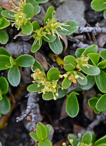 Salix serpylllifolia close