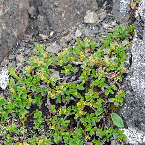 Salix serpylllifolia whole