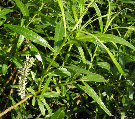 Salix viminalis