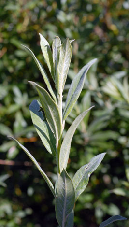 Salix x friesiana twig