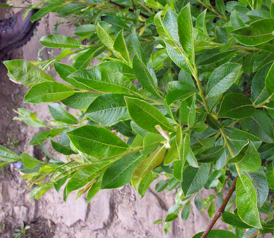 Salix x laurina