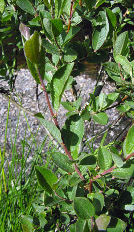 Salix x ludificans close