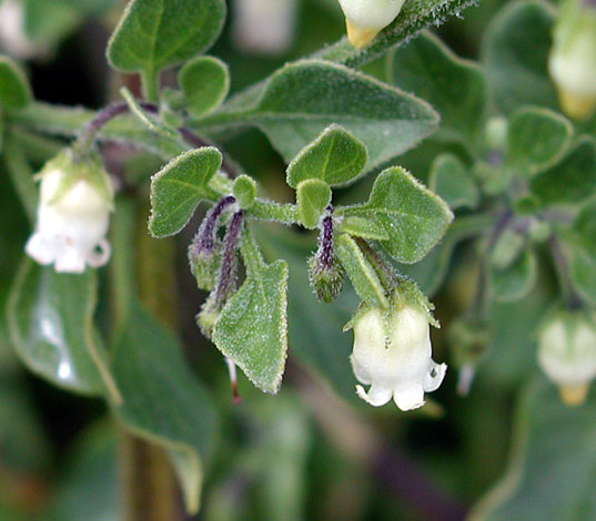 Salpichroa origanifolia