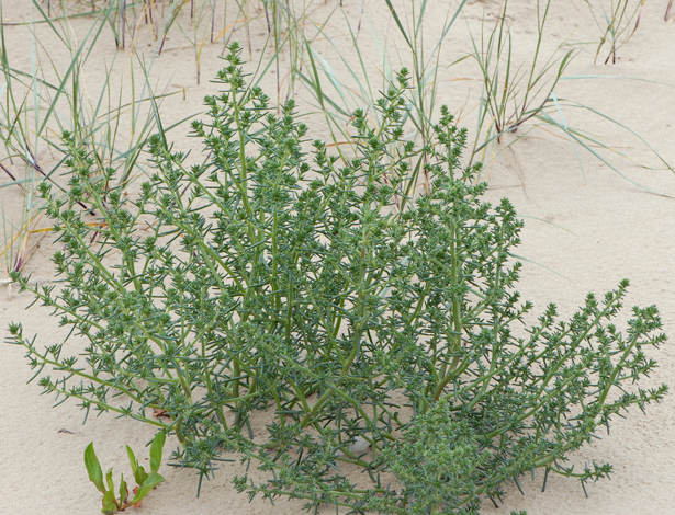 Salsola kali ssp kali whole