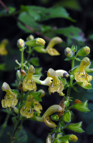 Salvia glutinosa front