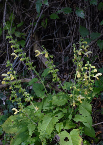 Salvia glutinosa whole
