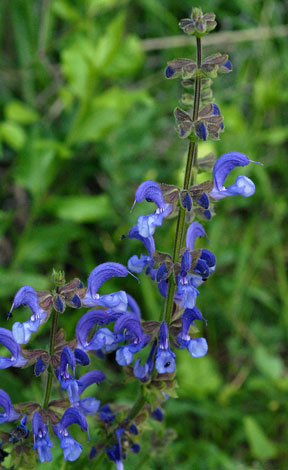 Salvia pratensis