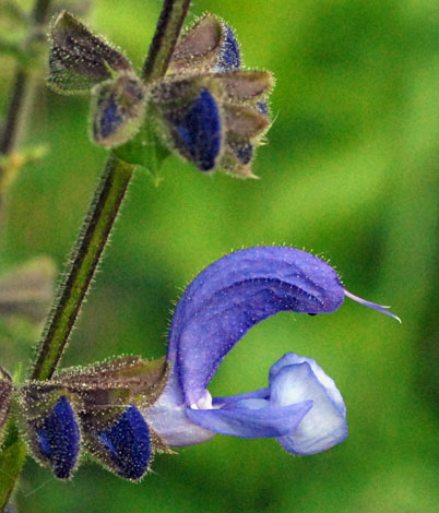 Salvia pratensis close