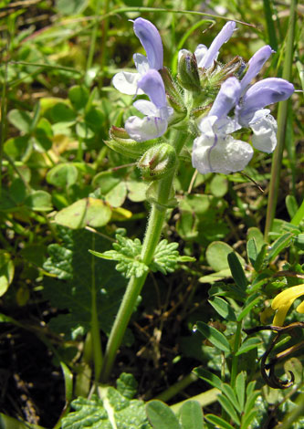 Salvia verbeneca