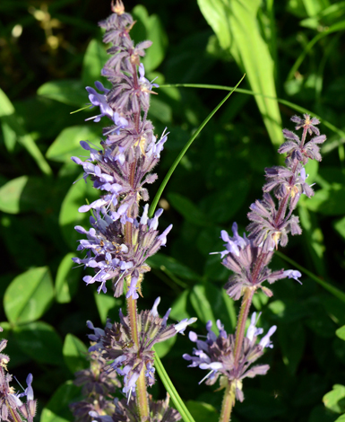 Salvia verticillata close