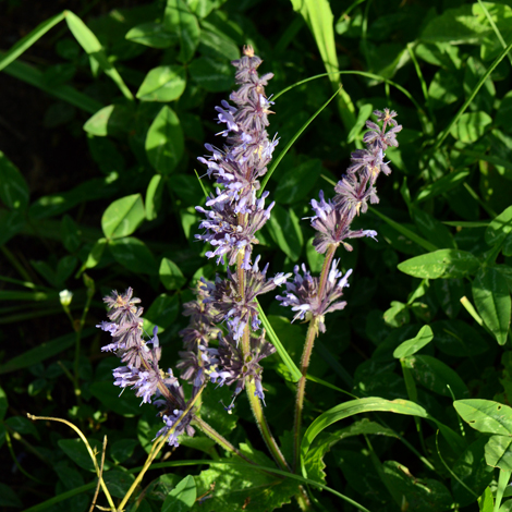 Salvia verticillata whole