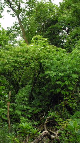 Sambucus canadensis whole