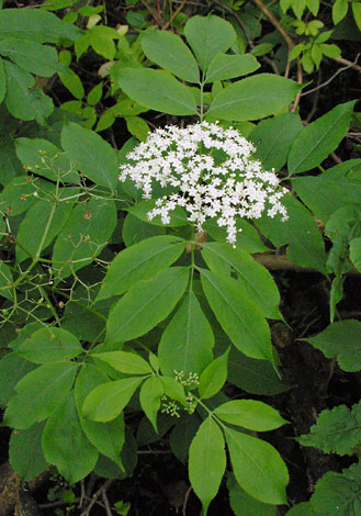 Sambucus canadensis close