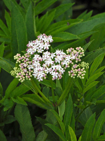 Sambucus ebulus flower