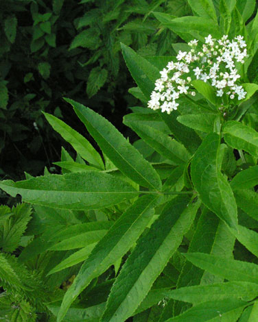 Sambucus ebulus leaf