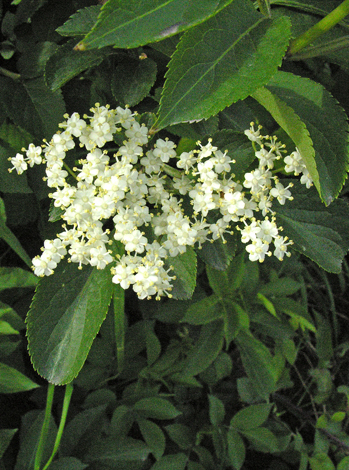 Sambucus nigra flower