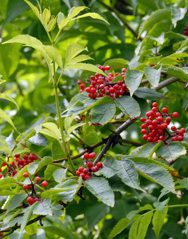 Smabucus racemosa close