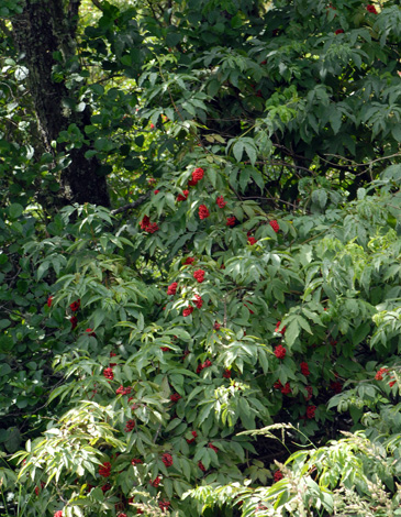 Smabucus racemosa whole