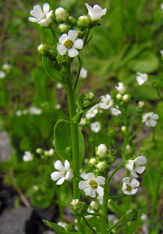 Samolus valerandi whole