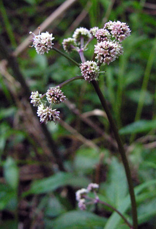 Sanicula euroepaea