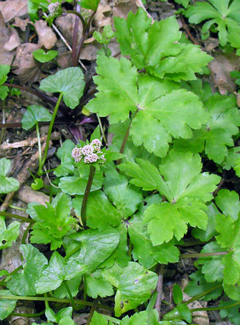 Sanicula euroepaea