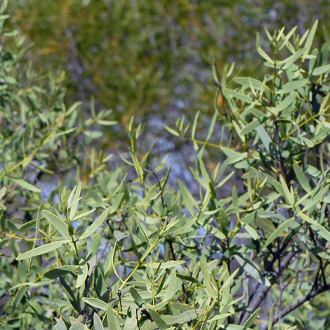 Santalum spicatum whole