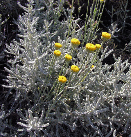 Santolina chamaecyparissus