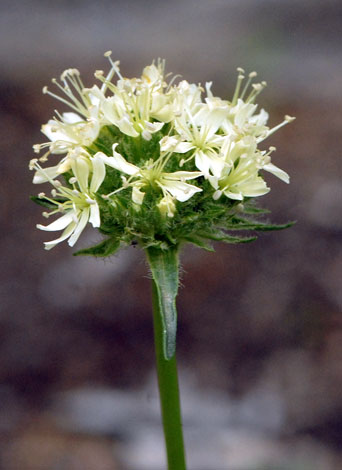 Saponaria bellidifolia close
