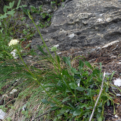 Saponaria bellidifolia whole