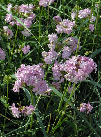 Saponaria officinalis double