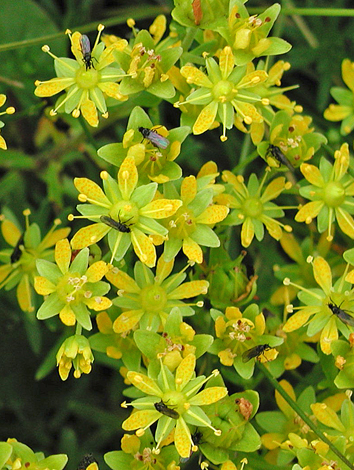 Saxifraga aizoides whole