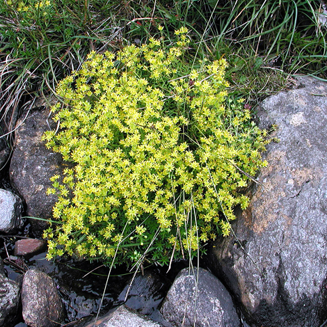 Saxifraga aizoides whole