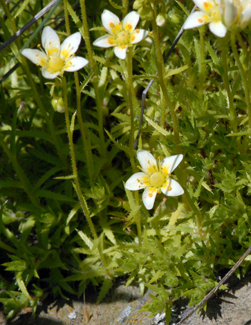Sxaifraga aspera close