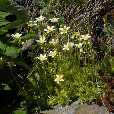 Sxaifraga aspera whole