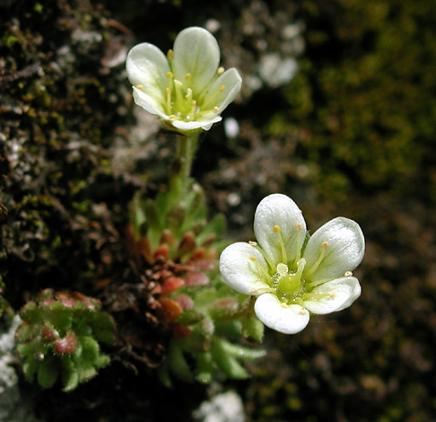 Saxifraga cespitosa