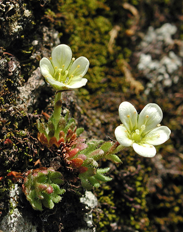 Saxifraga cespitosa close