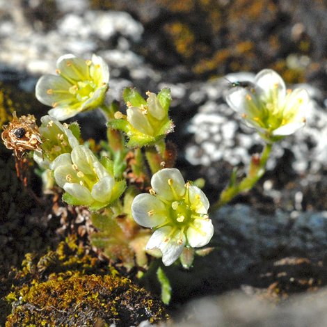 Saxifraga cespitosa whole