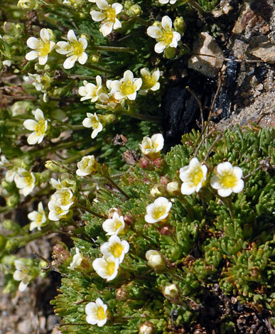 Saxifraga exarata close
