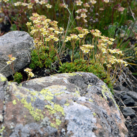 Saxifraga exarata whole
