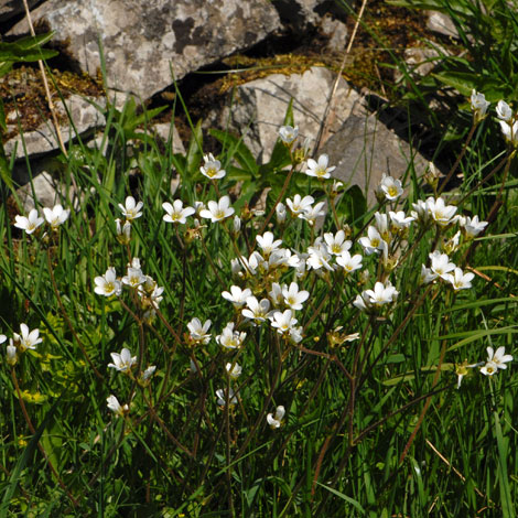 Saxifraga granulata