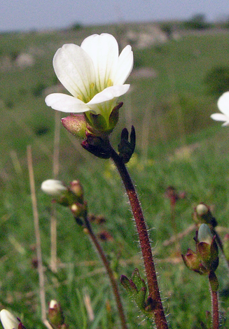 Saxifraga granulata close