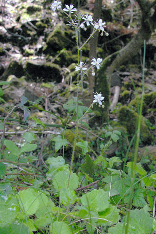 Saxifraga hirsuta whole