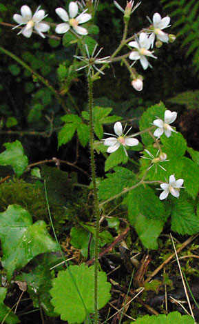 Saxifraga hirsuta close